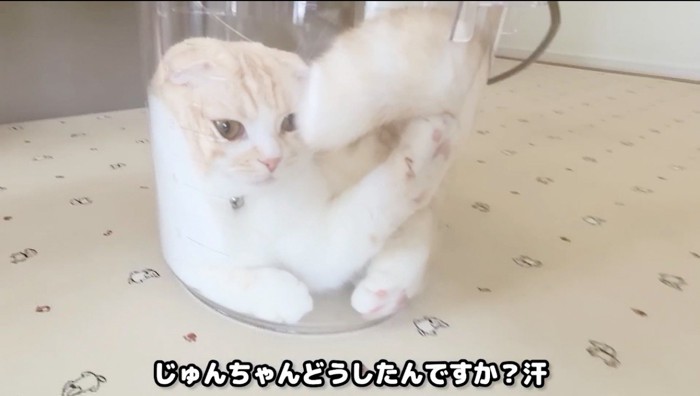 バケツの中で丸まる猫