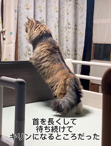 ベッドにのぼる猫