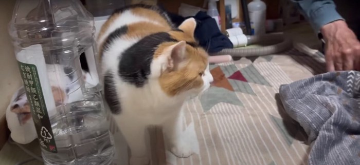 立っている猫