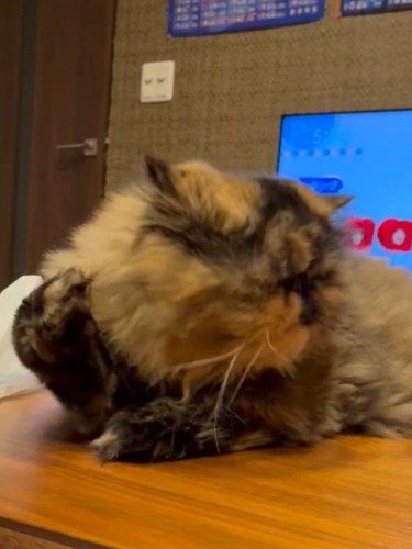 猫が右手を耳の後ろへ振りかぶっている様子