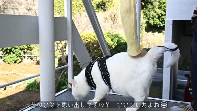 周囲の匂いを確かめるおどやんくん