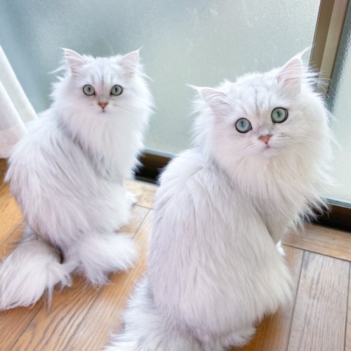 並ぶ2匹の猫