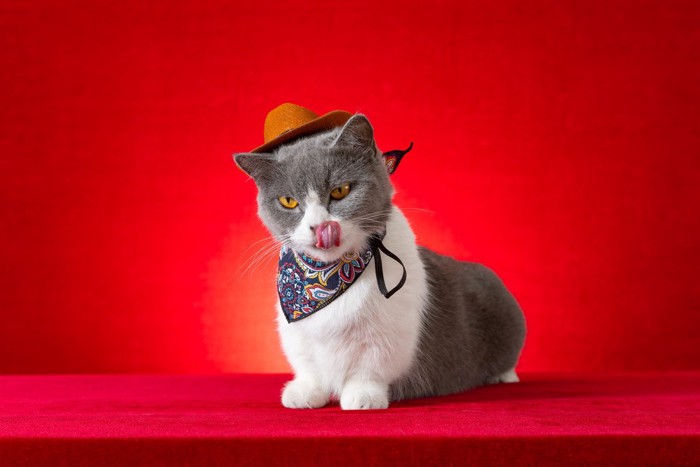 コスプレしている猫