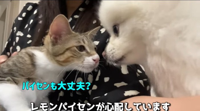 近づく猫と犬