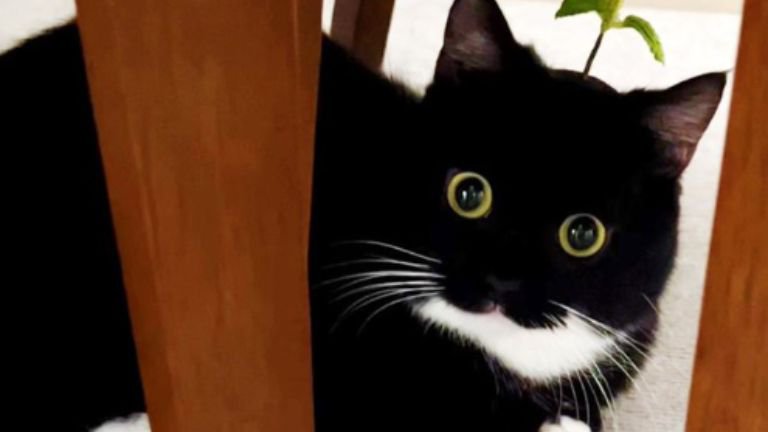 室内にいる猫