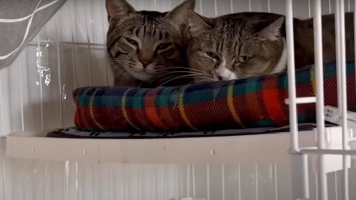 ケージの中からこちらを見る2匹の猫