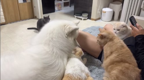 見つめ合う猫を飼い主の膝の上から見つめる猫