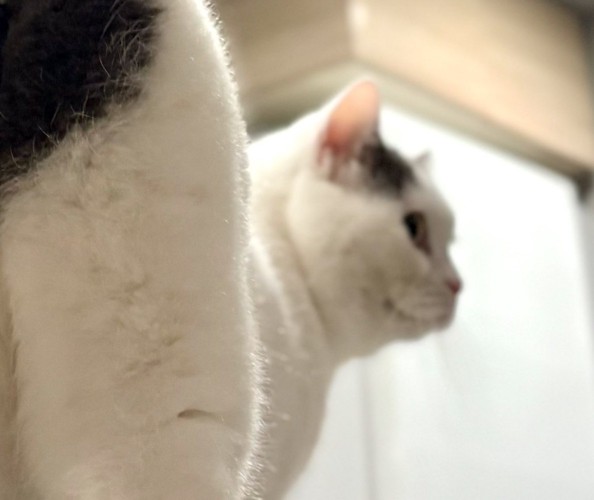 振り向く猫の顔