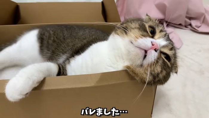 上を見る猫