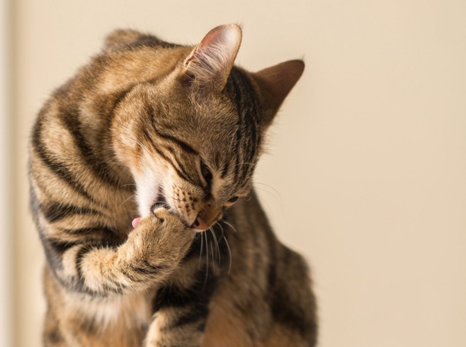 前足の先を噛むようにグルーミングする猫