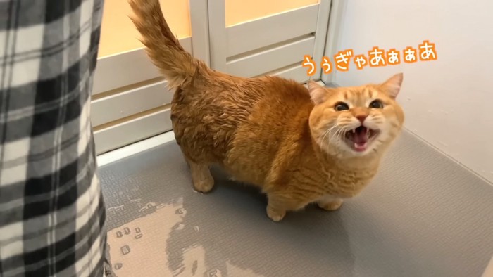 鳴いている猫