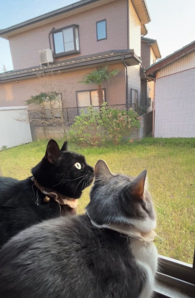 庭を見つめる猫