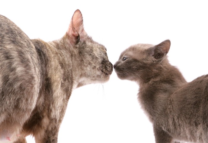 鼻キスする猫