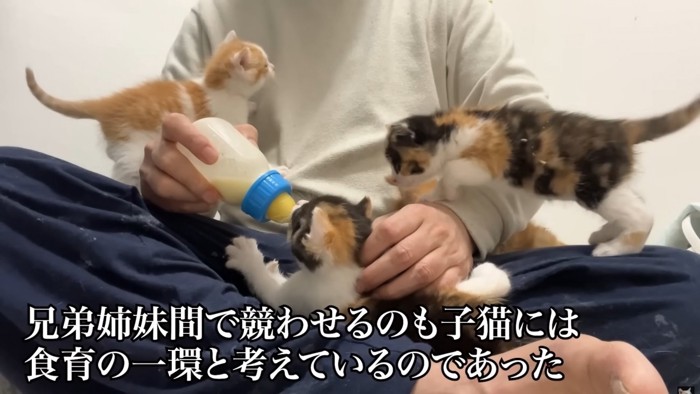 ミルク目掛けて投稿主の膝の上に登る子猫たち