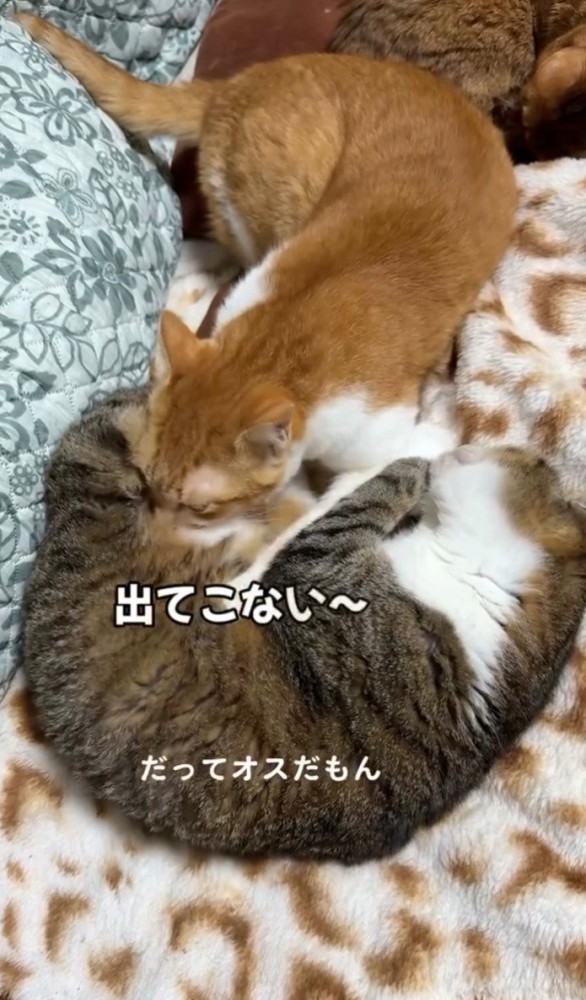 吸う猫