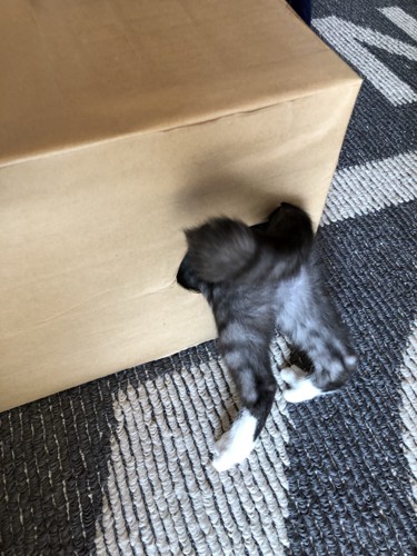 体を出す猫