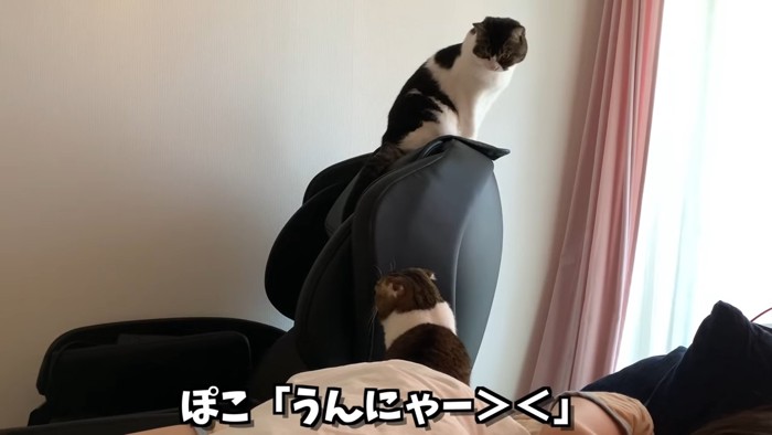 高い位置に座る猫