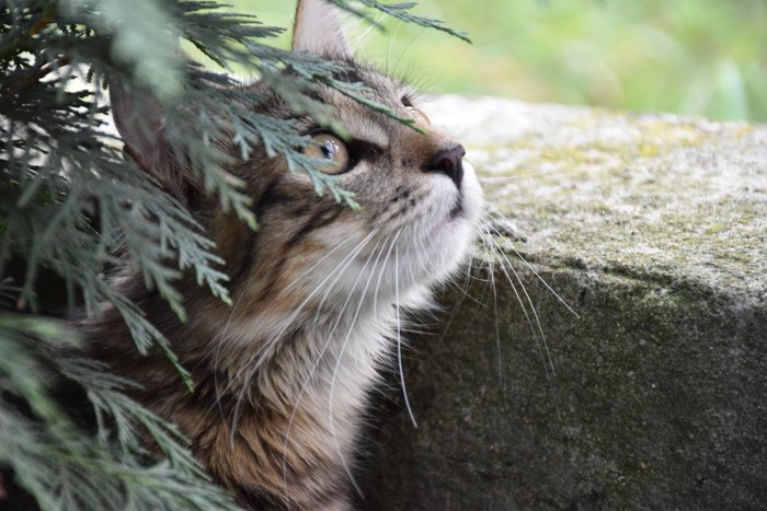 何かを見つけた猫