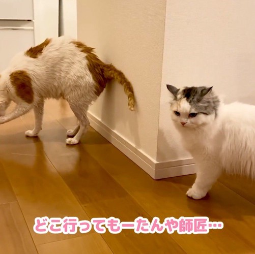 毛繕いをするぶち猫から目を逸らす三毛猫