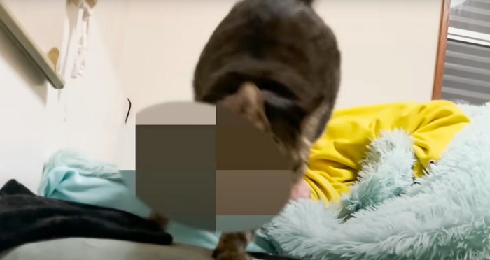 逃げる猫