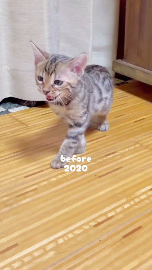 飼い主を見て鳴き声をあげる子猫