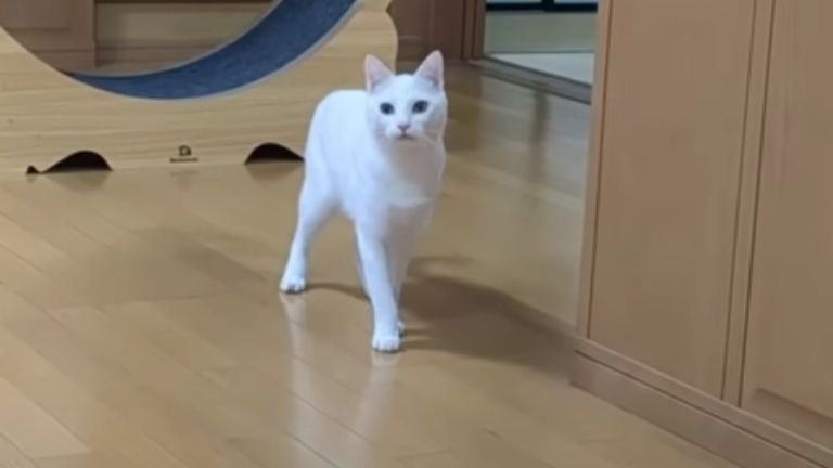 室内にいる猫