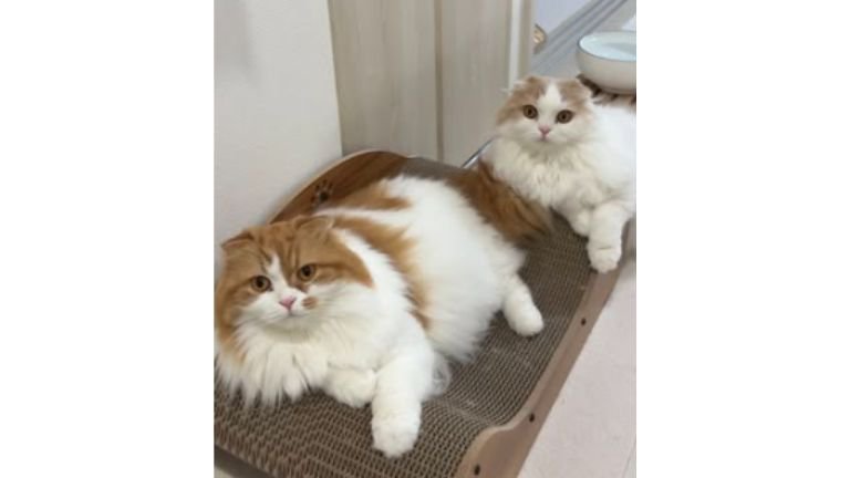 室内にいる猫