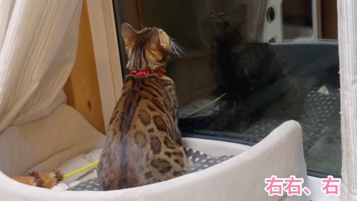 座って上を見る猫