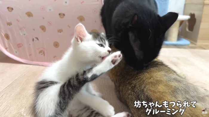 テロップ「坊ちゃんもつられて～」