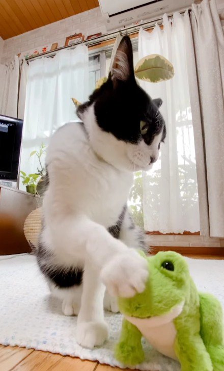 ぬいぐるみをなでる猫