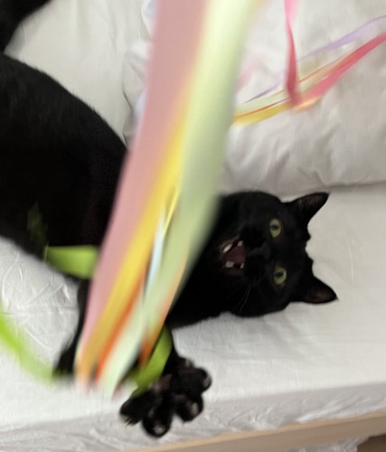 ベッドに寝そべっておもちゃで遊ぶ猫