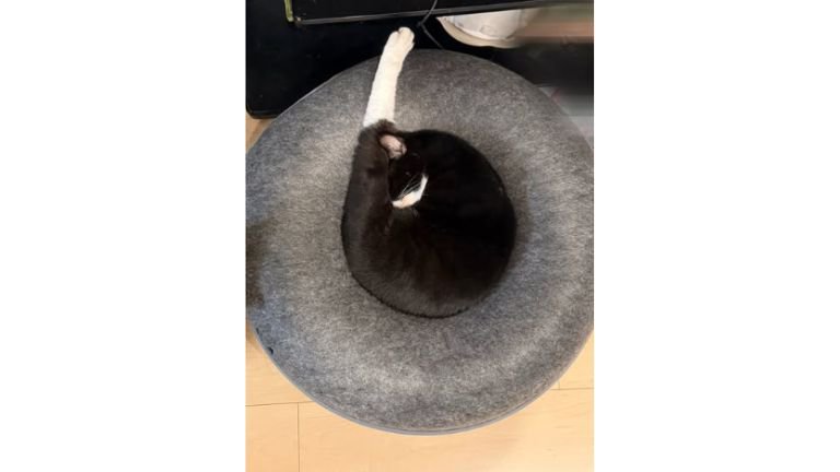 寝ている猫