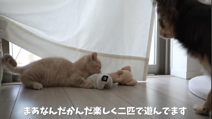 やっぱり犬のおもちゃが好きな猫 