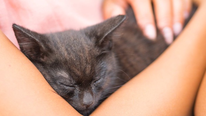 飼い主に抱きしめられる黒猫