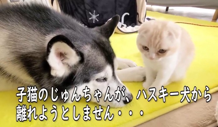 ハスキーのそばにいる子猫