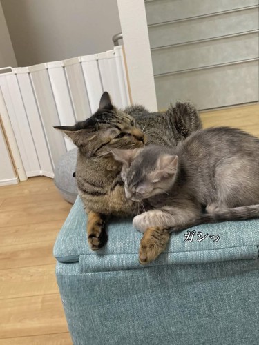 大きな猫にしがみつく子猫