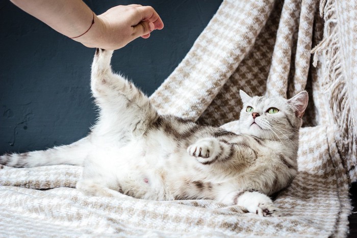 飼い主さんの手を蹴る猫