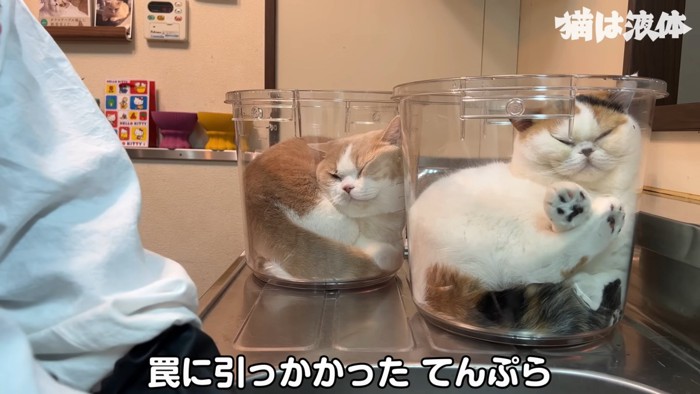 バケツに入る2匹の猫