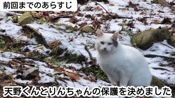 外で座っている猫