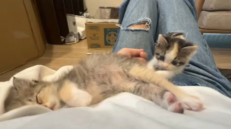 長毛の子猫を起こそうとする三毛猫の子猫