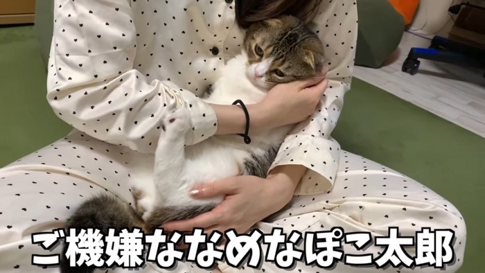 だっこされる猫