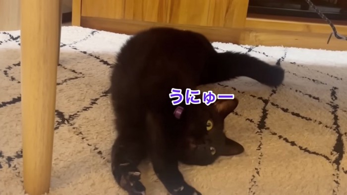 寝そべって伸びる猫