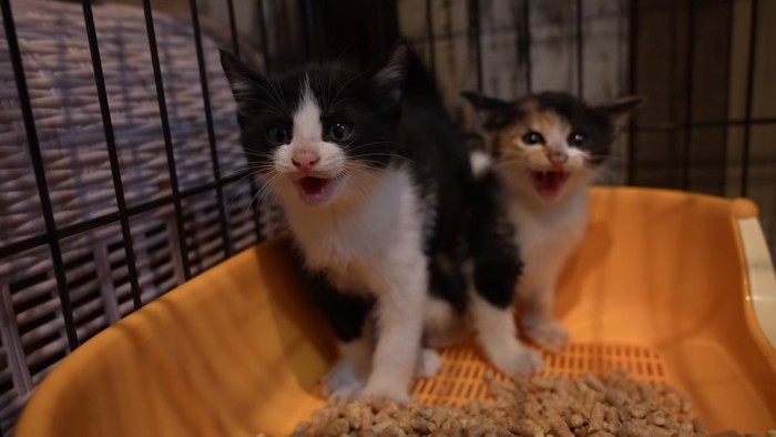 威嚇する2匹の子猫