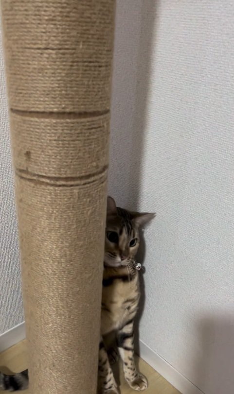 キャットタワー近くで座る猫