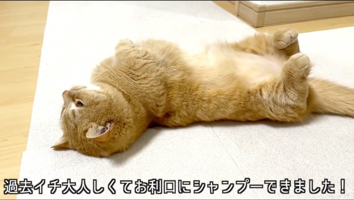 お腹を出して仰向けになる猫