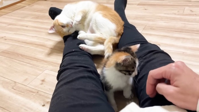 頭を擦りつけるむぎくん