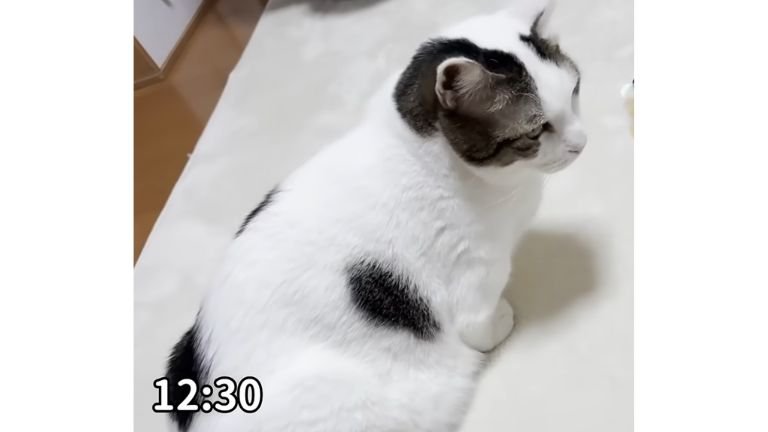 室内にいる猫