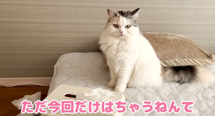 座っている猫