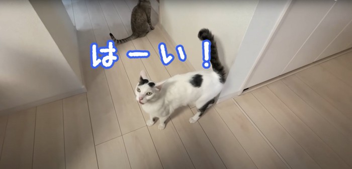 返事をしている白黒の猫