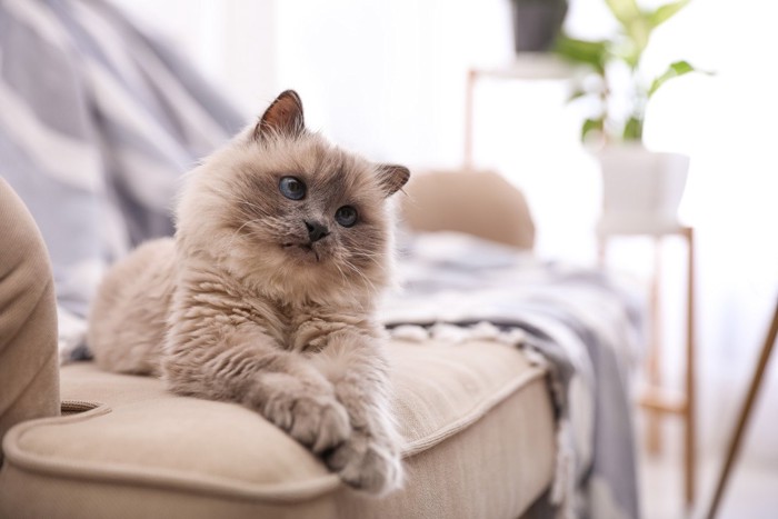 ソファの上で首をかしげる猫